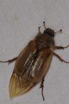 Amphimallon solstitiale