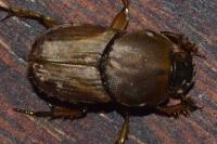 Euoniticellus fulvus