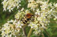 Trichius gallicus