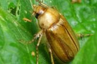Rhizotrogus marginipes