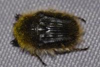 Tropinota squalida