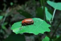 Serica brunnea