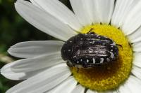Oxythyrea funesta