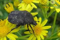 Netocia morio