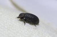 Trox perrisi