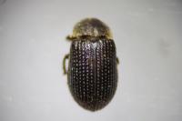 Trox perrisi