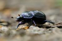 Anoplotrupes stercorosus