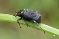 Valgus hemipterus