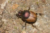 Onthophagus coenobita