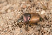 Onthophagus coenobita