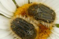 Tropinota squalida