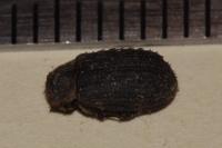 Trox scaber