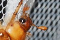 Rhizotrogus marginipes