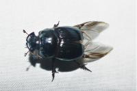 Copris lunaris