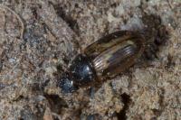 Melinopterus sphacelatus