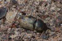 Trichonotulus scrofa
