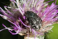 Oxythyrea funesta