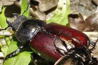 Lucanus cervus