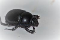 Anoplotrupes stercorosus