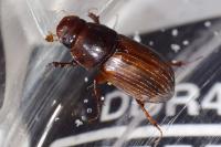Bodilopsis rufa
