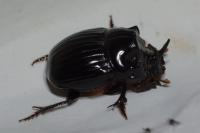 Copris lunaris