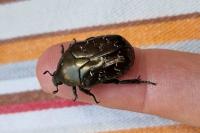 Liocola marmorata