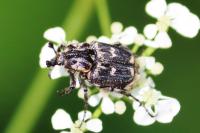 Valgus hemipterus