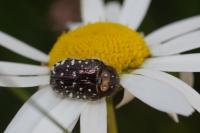 Oxythyrea funesta
