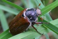 Melolontha melolontha