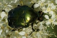 Cetonia aurata