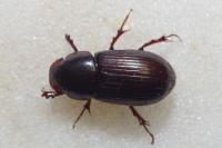 Acrossus rufipes