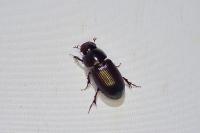 Acrossus rufipes