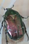 Cetonia aurata