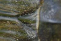 Tropinota squalida