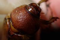 Rhizotrogus cicatricosus