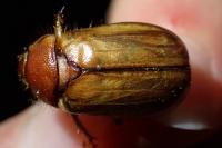 Rhizotrogus cicatricosus