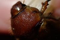 Rhizotrogus cicatricosus