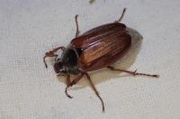 Melolontha melolontha