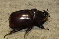 Oryctes nasicornis