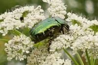 Cetonia aurata