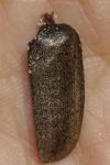 Anoxia villosa