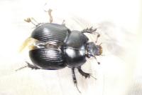 Geotrupes spiniger