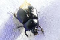 Geotrupes spiniger