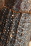 Trox scaber