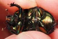 Sericotrupes niger