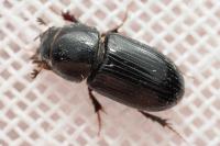 Nialus varians