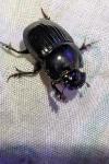 Copris lunaris