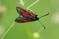 Zygaena trifolii