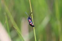 Zygaena trifolii