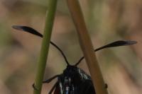 Zygaena transalpina